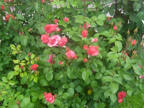 Ruža - kraljica cvijeća