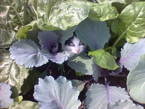 Mačak Miša u bašti