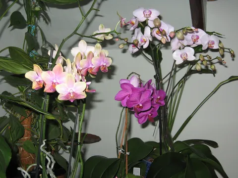moje orhideje 2