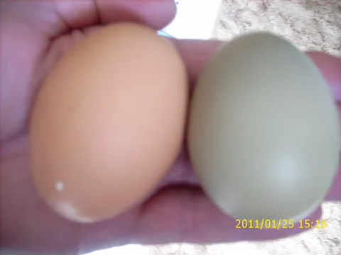 prirodno zeleno kokošje jaje!!
