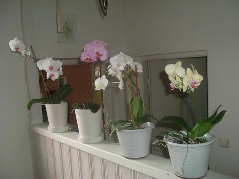 Lijepe Orhideje!