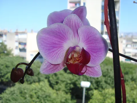 Otpisana orhideja