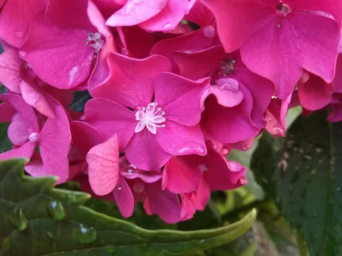 hortenzija u punom cvatu