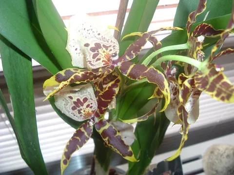 Oncidium orhideja