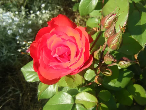 najljepša ruža iz moga vrta