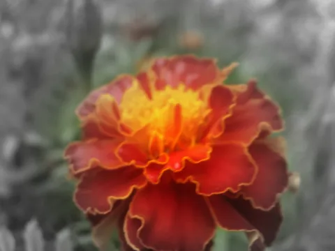 Cvijet