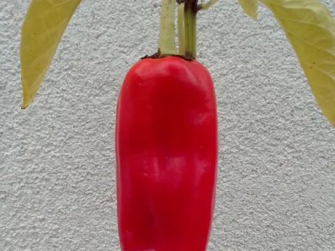 Jedna domaća paprika