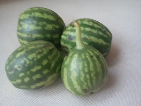 Male lubenice