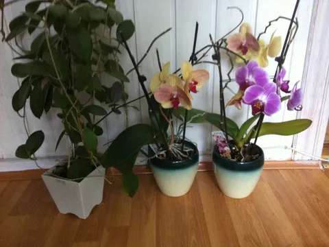Moje orhideje 2