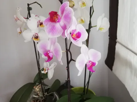 Orhideje - Pomoravka