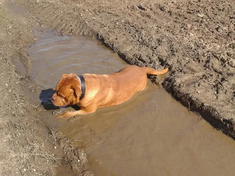 Like a pig in the mud