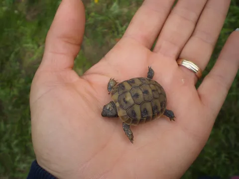Mala kornjačica iz mog vrta