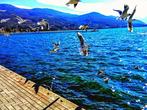Ohrid i  galebove
