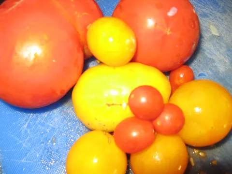 mali i veliki,crveni i žuti uvijek jedni uz druge rajčice iz moga vrta