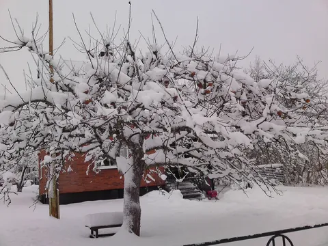 Jabuke jos na stablu, pod snijegom&#8230;