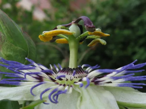 .....jos jedna vrsta Pasiflore krenula sa cvijetom&#8230;a sva se uspela uz šipak koji je takodje u cvijetu :)