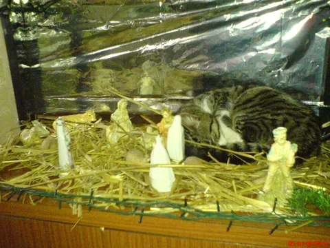 Moj omiljeni macak za vreme Bozica.....spava u Betlehemu kod mojih 2008.godine :)