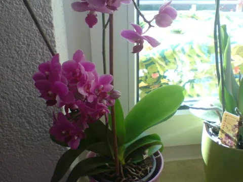 moje ljubimice,orhideje