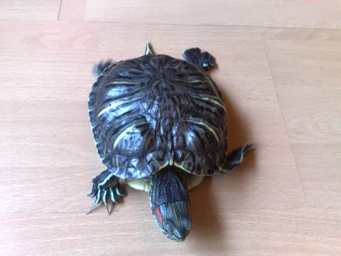 Moja vodena kornjaca