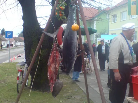 Kutjevačka tuna (Vincekovo u Kutjevu, 2009.)