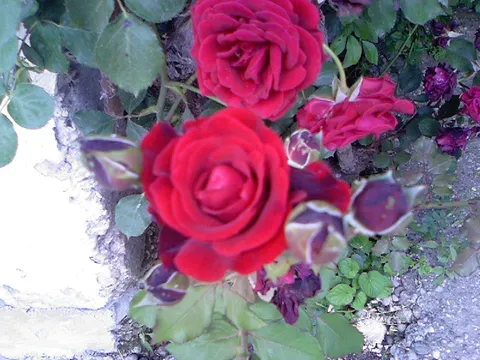 ruže iz mog vrta