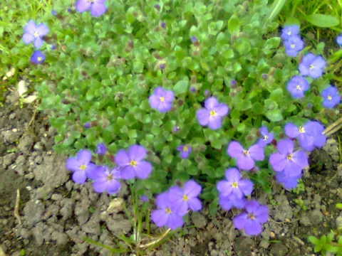 cvijece u mom vrtu