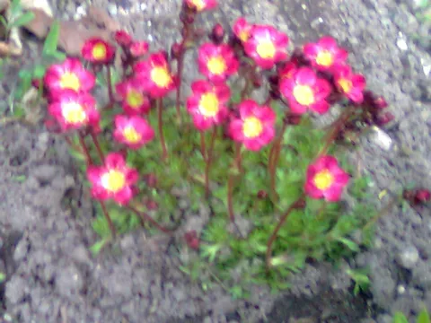 cvijece u mom vrtu