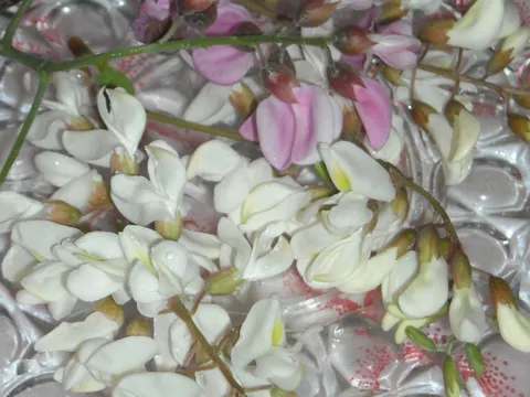 Bagremov cvet kao poslastica ili prilog