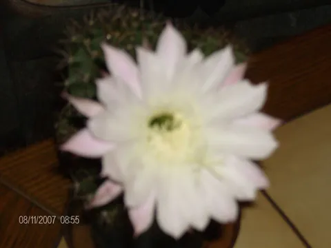 Kaktus(cvijet traje samo 1 dan)