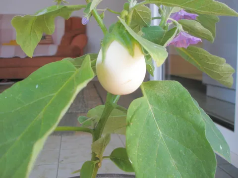 Jel tko zna kako se ova biljka zove?Dobila sam je na poklon i čak mi je i jaje izraslo!!!