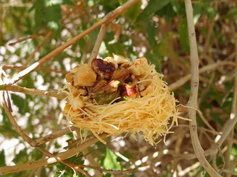 Birds nest - kadaif s pistaciom