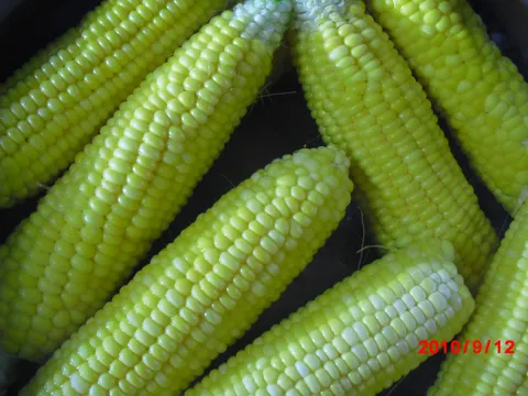 slatki kukuruz- secerac