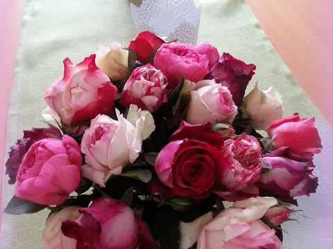 MM me danas častio sa ovim lijepim ružicama..