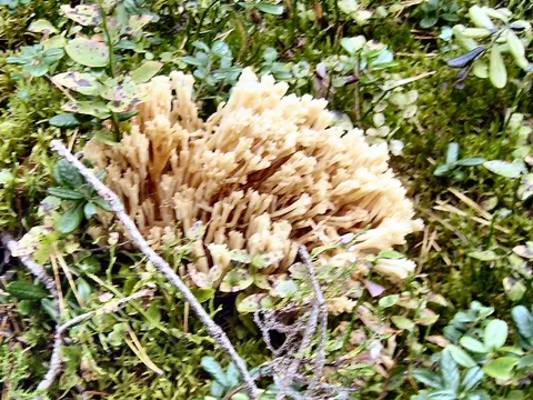 Ima li tko pojma koja je ovo gljiva?