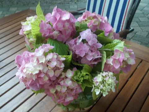 hortenzije iz mojeg vrta