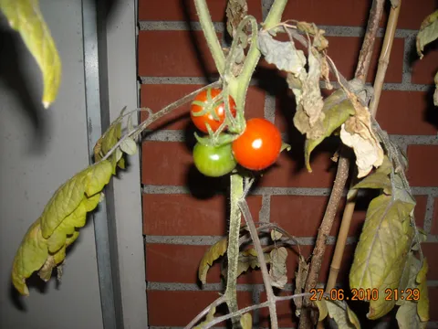 paradajz na mome balkonu