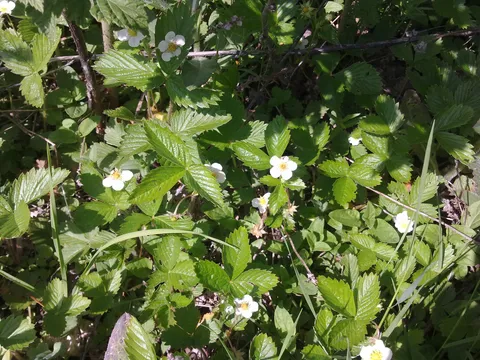 Sumske jagode - tek u cvijetu