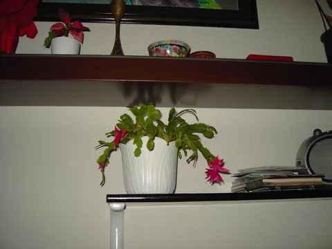 Božićni mi kaktus procvjetao 1. put nakon 20 godina