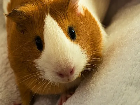 I love guinea pig <3