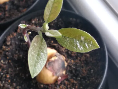 Avokado 🥑 biljka