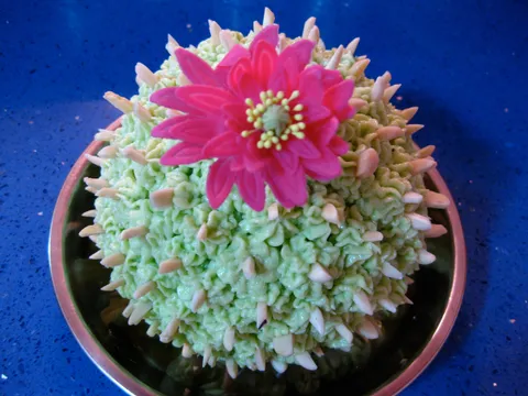 Kaktus tortica od zelenog caja