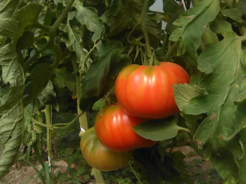 domaći paradajz