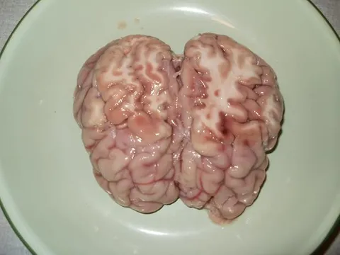 Prženi svinjski mozak