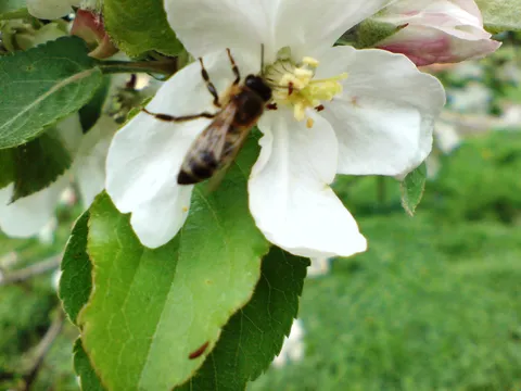 Jabuka i pčele