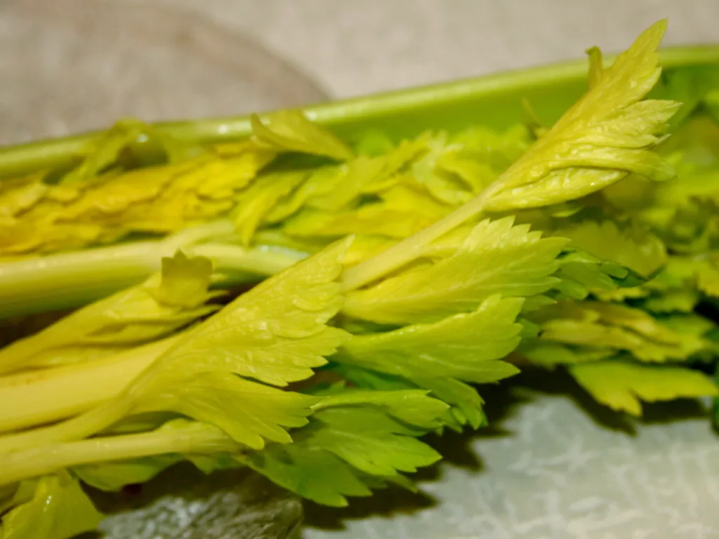 Celer stiti od kancera