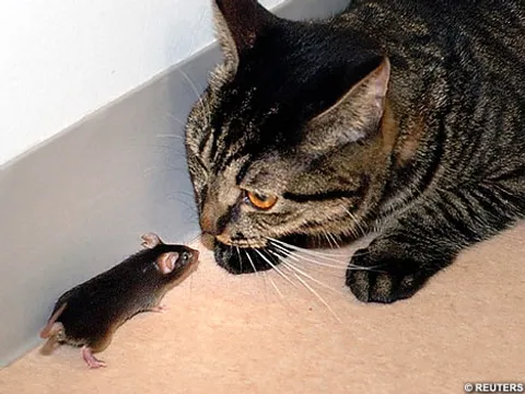 Bajka o mišu