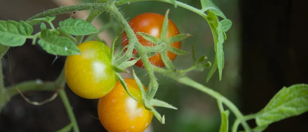 Zastita paradajza