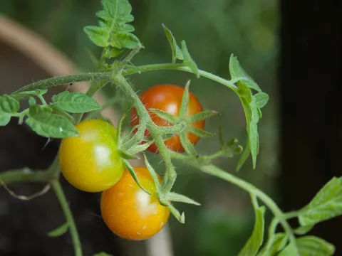 Zastita paradajza