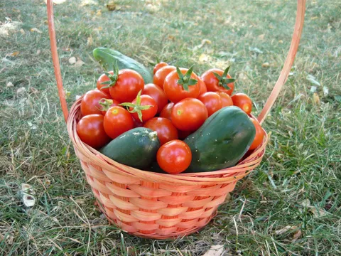 moje male rajčice