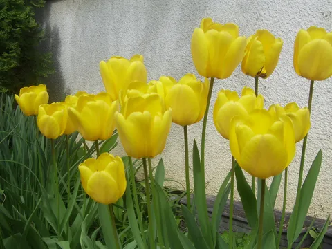 Za Arianu74-nadam se da voliš žute tulipane